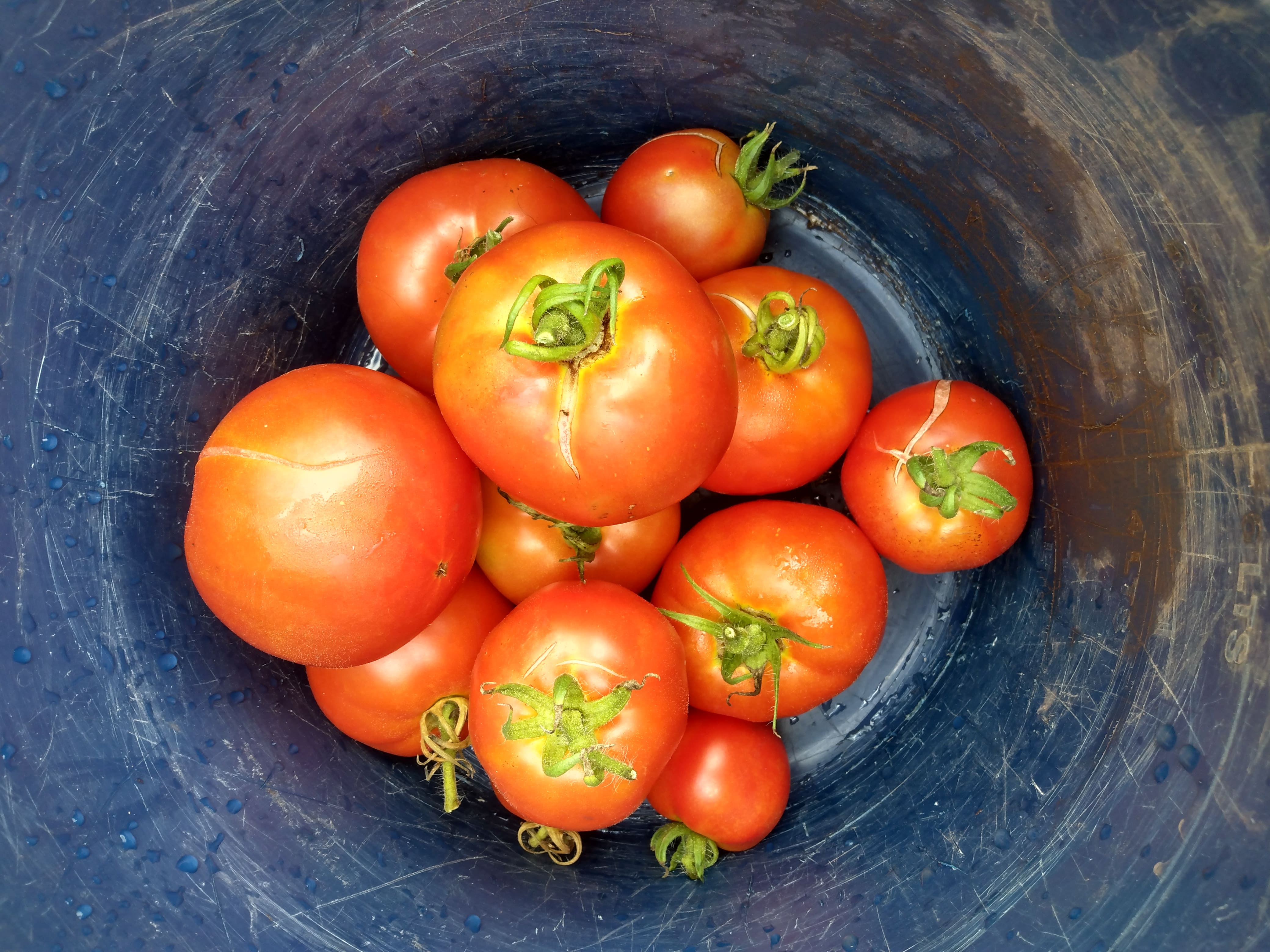 Local food security program 5