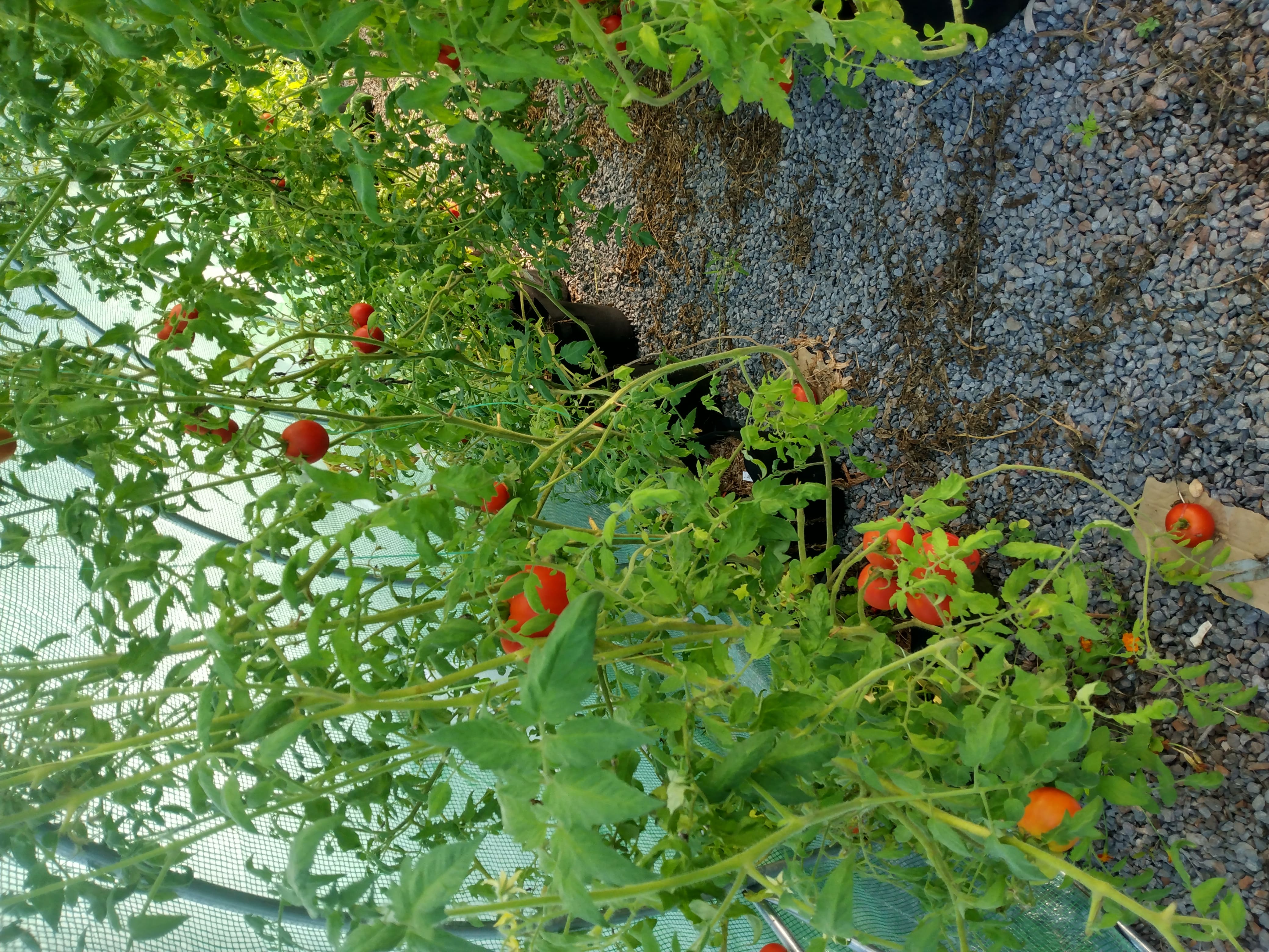 Local food security program 6